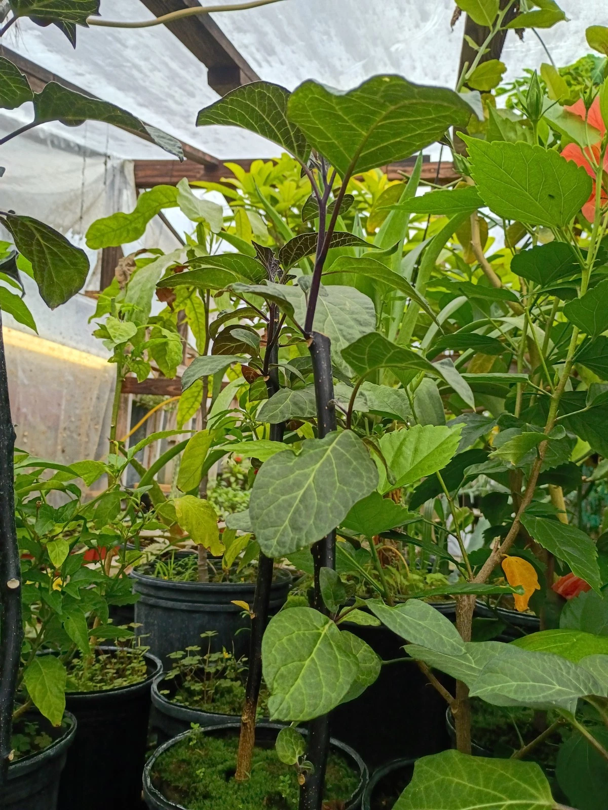 Angel trumpet plant in 1 Gallon pot Purple Color
Opens in a new window or tab