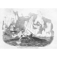Harpooning a Whale in the Arctic Sea - Antique Print 1851