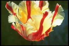258095 Parrot Tulips Flaming Parrot A4 Photo Print