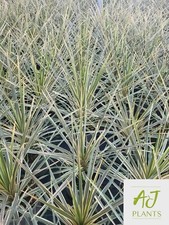 Cordyline Torbay Dazzler - Cabbage Palm Tree - 3 Litre Pot - Plant