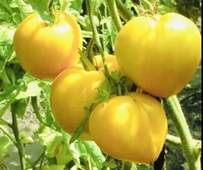 40 x  TOMATO ‘ GOLDEN NUGGET’ YELLOW  SEEDS. NON GMO. 1 -1,2 m. 200-400 grams.
