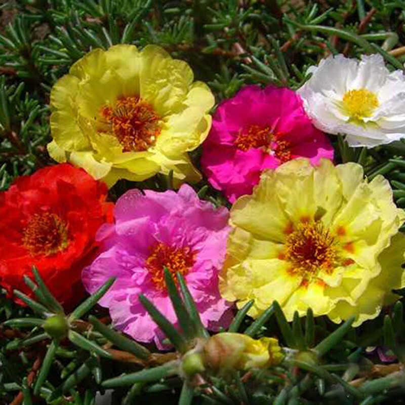 100 SEEDS Moss Rose Portulaca Double Flowered Mix