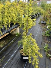 Deodar Cedar 'Aurea' Tree - Golden Cedrus deodara - 80/100cm