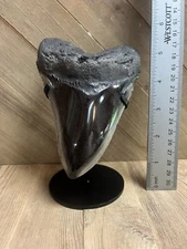 MEGALODON SHARK TOOTH - Genuine Fossil - w/ DISPLAY STAND
