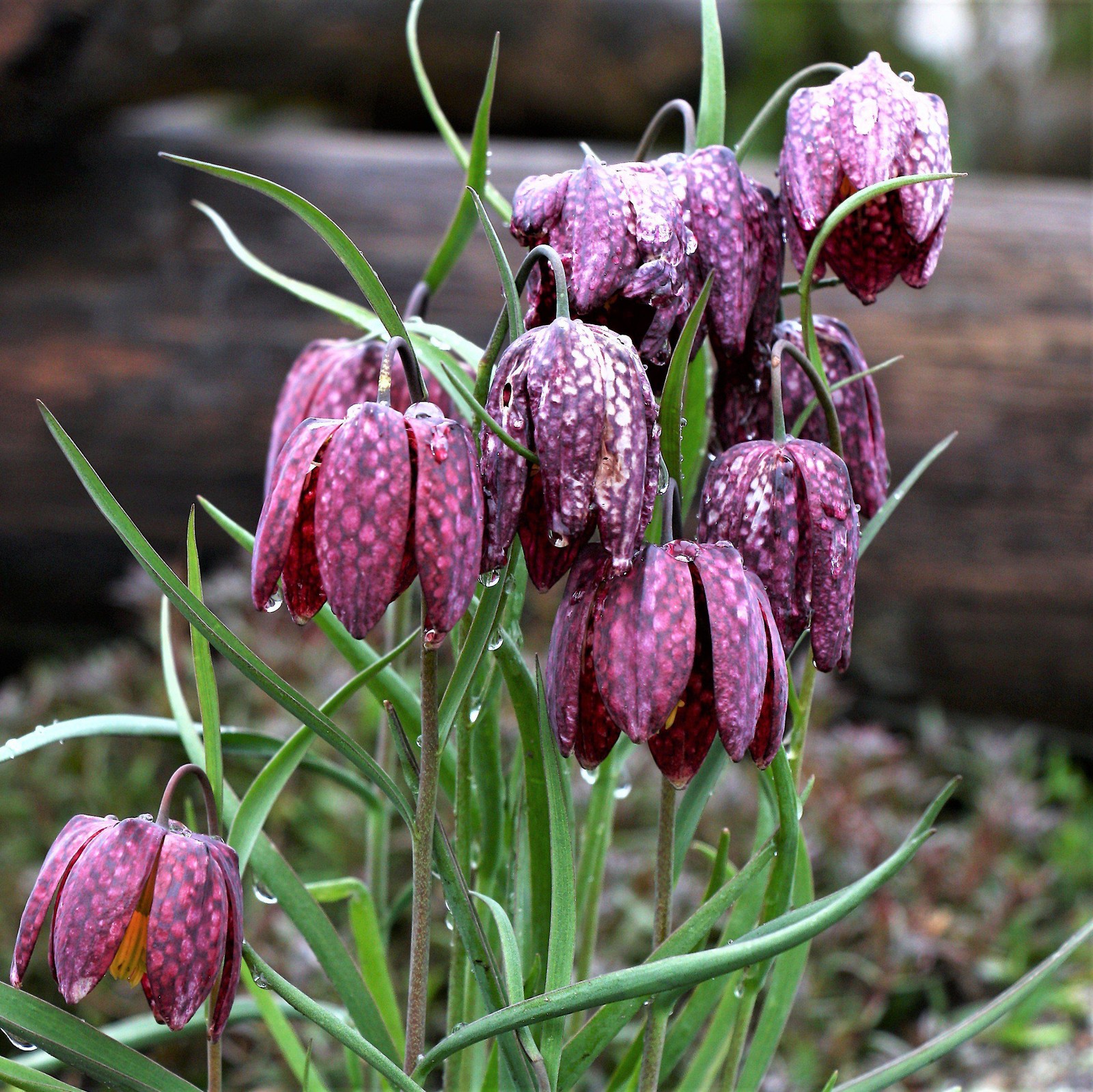 Easy to Grow Fritillaria Checkered Lily Meleagris 25 Plant Bulbs Spring Zone 3-8