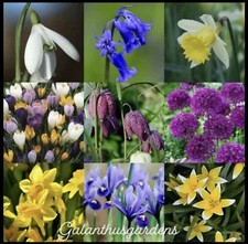 ALL VARIETIES OF SPRING FLOWER BULBS (Snowdrop BLUEBELL Daffodil CROCUS Allium)