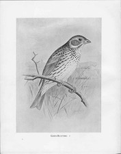 Birds Frohawk Drawings Corn Bunting Male Tree C1898 Original Antique Print