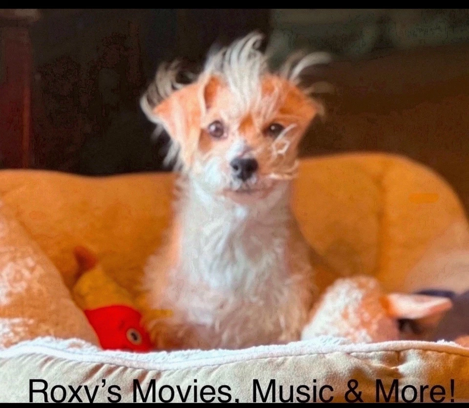 ‘Lucid Dreamer’ Kruger Brothers & Kontras Quartet (2015 CD) Jens & Uwe Krüger Foto 4 de 4