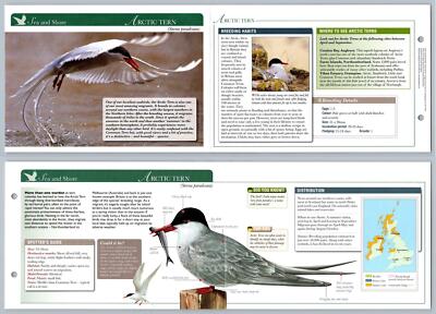 Arctic Tern - Sea & Shore - Birds Of Britain Atlas Editions Fold Out Card