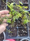 Live Rooted Sweet Petite Carrot Bunch Seedlings - Free Shipping!