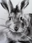 ORIGINAL “Rabbit Sketch” Artist Nat  Hodson 2025 Charcoal 8”x11.5”  NOT AN ACEO — photo 4