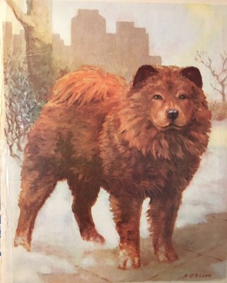 red chow chow