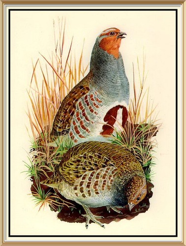 Original 1947 Set of 10 Lithograph Bird Nature Art Prints by CHARLES TUNNICLIFFE - Picture 8 of 10