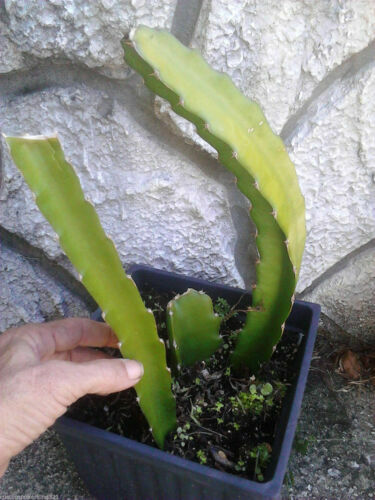 wackel kaktus rossmann Opuntia rubescens Kaktus 2530 cm  Feigenkaktus Ohrenkaktus winterhart  Sukkulente Zimmerpflanze