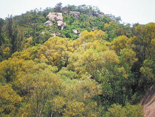 1 LBS Ethically Sourced Acacia Confusa Bark!! T-Shirt Dye All Natural Organic!!! - Image 3 of 4