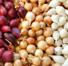 3 Colors Mixed Onion Sets (Bulbs) | Yellow, Red White Set For 2025 Fast Shipping