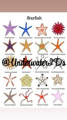Seestern Druck Wandbild (Kaufen Sie einen erhalten Sie einen gratis wählen Sie einen anderen Druck) A4