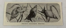 1885 book engraving ~ POND SNAIL Limnaea stagnalis
