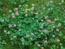 Alsike Clover Seeds