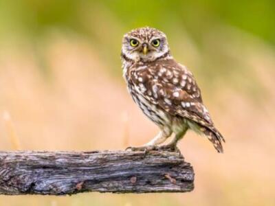 Wandbild: Steinkauz (Athene noctua), nachtaktiver Vogel, der auf einem [...]
