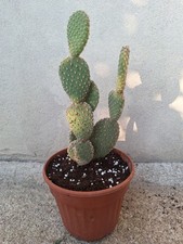 Opuntia Microdasys Albispina Alta 38cm Vaso17cm Fico D'india Microvilloso Peloso