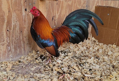 Great quality BB Red Old English Game Bantam Hatching Eggs - (12) 1 Dozen