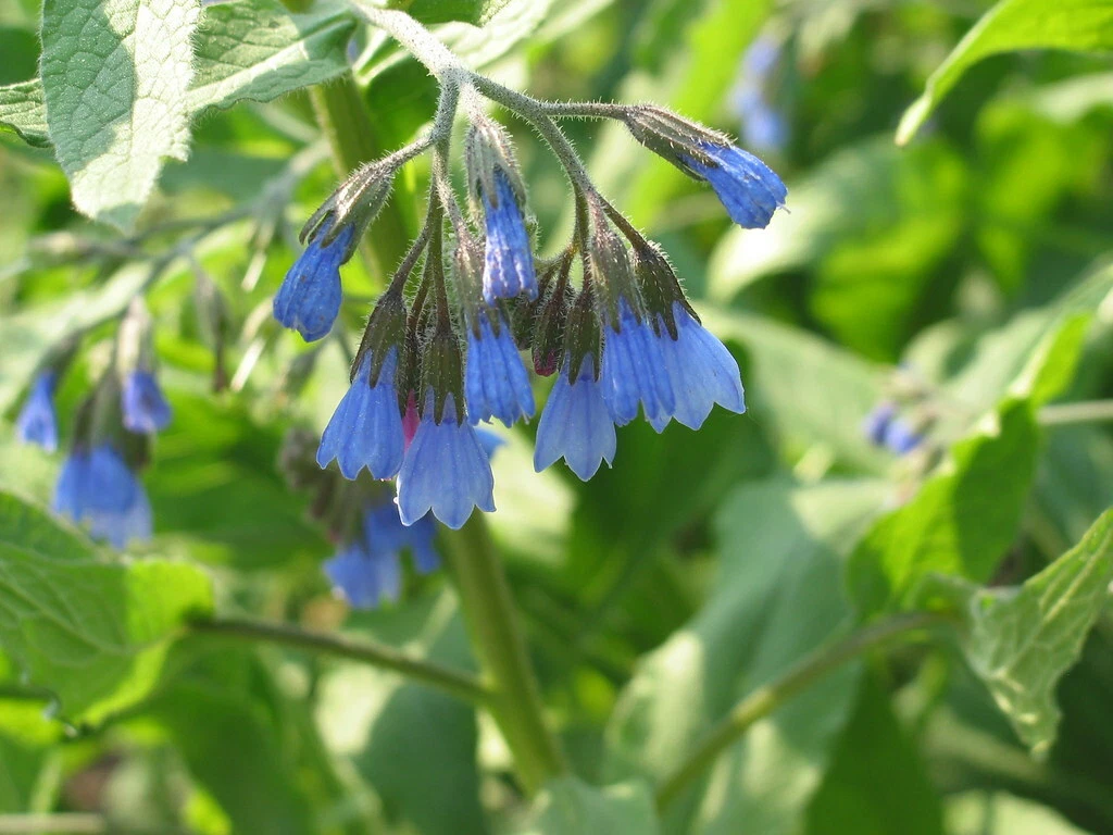 Bright Blue Flowers Images Best Flower Site