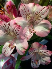 Preety Imported Alstroemeria Lite Pink Shade Flower Bulbs Pack Of 2 Bulbs
