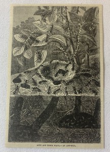 1880 magazine engraving~ ANTS AND ANT-HILL