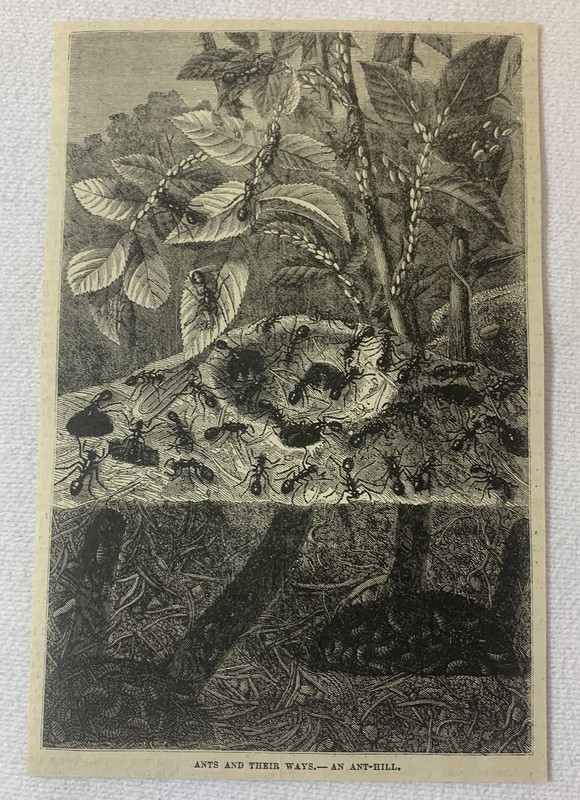 1880 magazine engraving~ ANTS AND ANT-HILL