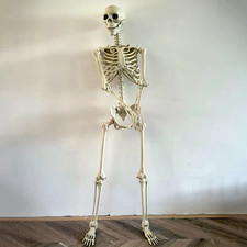 Life Size Halloween Posable Skeleton Full Body Plastic Joints Haunted House Prop