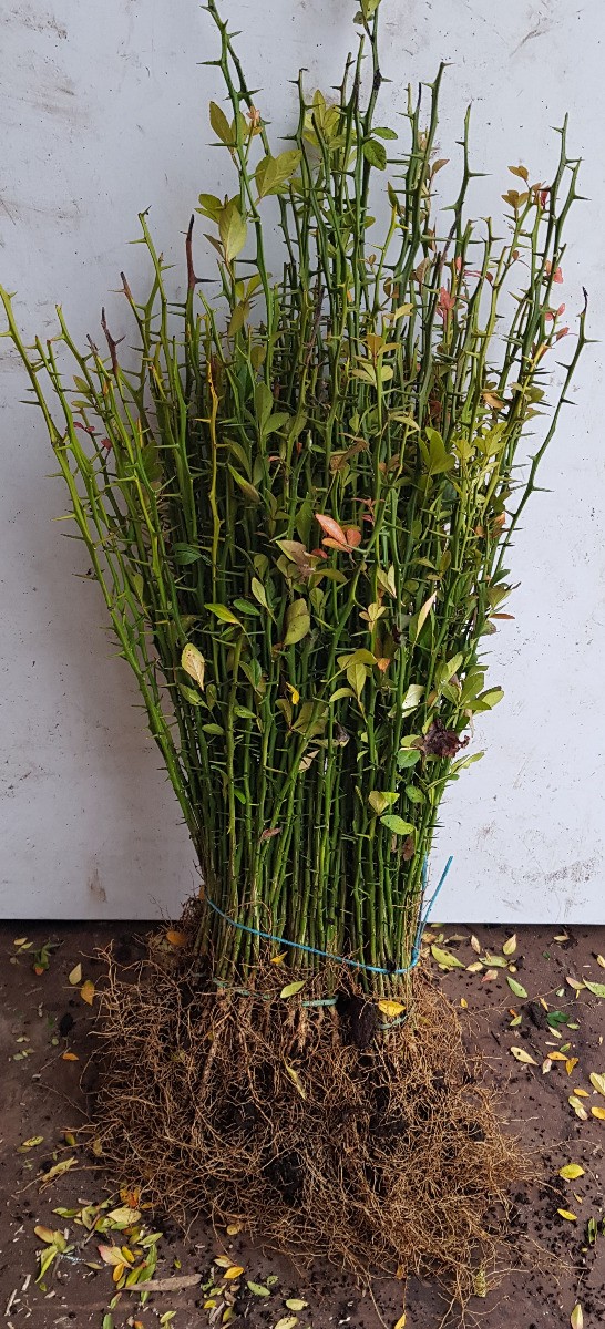 Poncirus trifoliata Rubidoux lot de 10 plants pour greffer vos agrumes au froid
