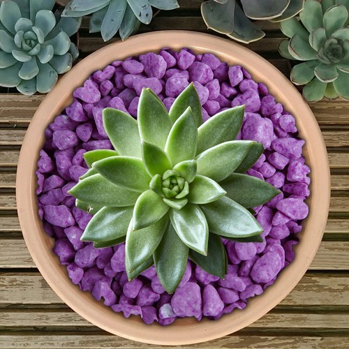 GardenersDream Coloured Plant Pot Garden Gravel - Premium Stones for Decoration - Picture 102 of 109