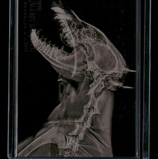 2024 Topps Allen & Ginter X-Ray'd #XR-19 African Painted Dog -  18020