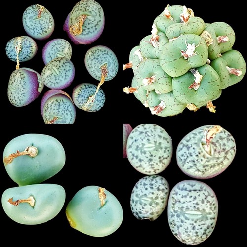 Conophytum mix 40 x seeds burgeri truncatum maughanii calculus plus many other - Picture 6 of 8