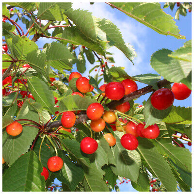 Wild cherries fruit trees