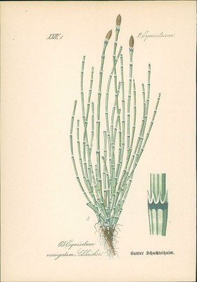 Chromolithographie: Bunter Schachtelhalm. Equisetum variegatum Schleicher. Equis