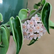 Hoya Variegated Hindu rope - Rare Variegated Wax Plant | 4" Pot | Healthy Indoor