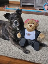 2003 Harley Davidson Bear 100th Anniversary Open Road Tour Plush Teddy Bear