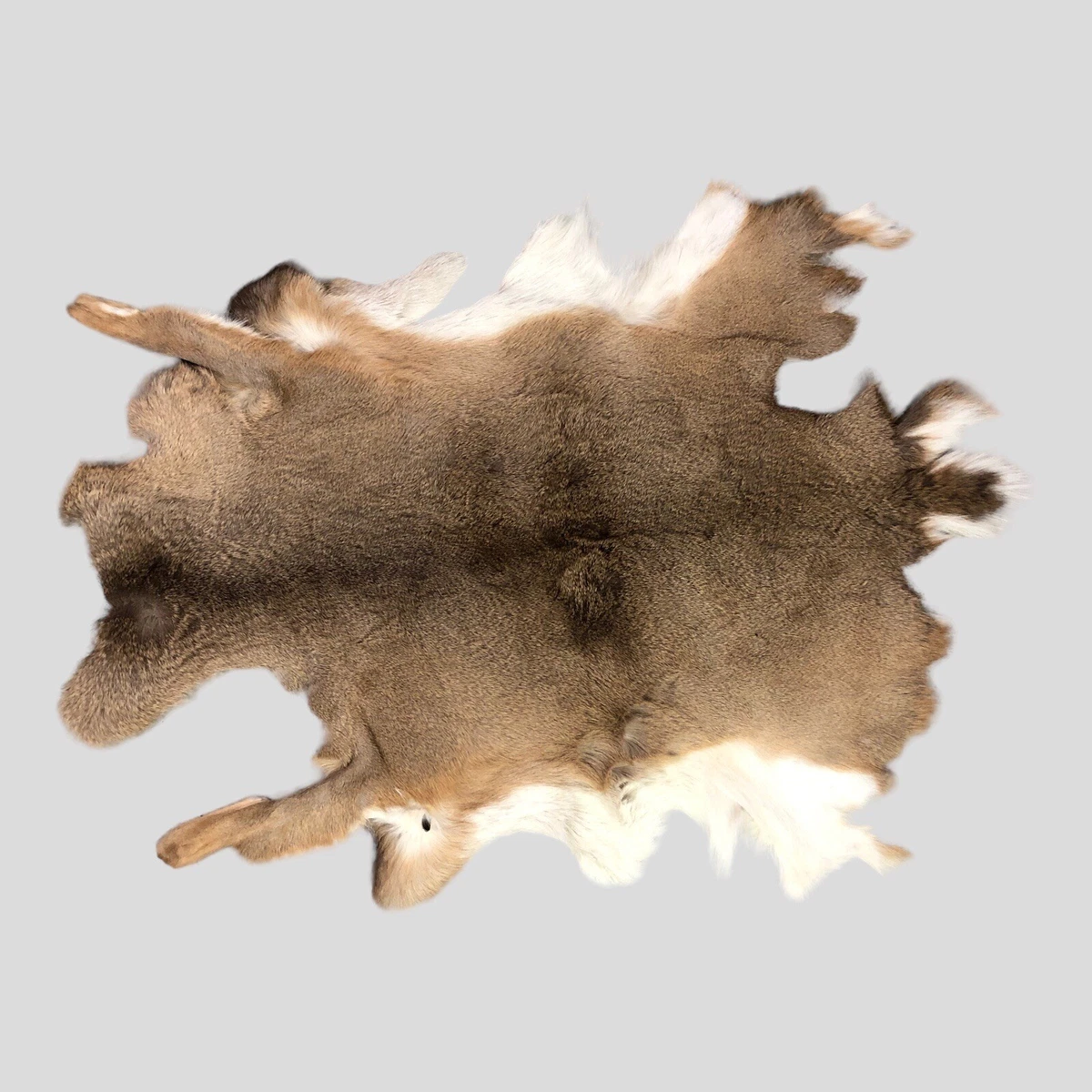 Whitetail Deer Hide Rugs Bryont Blog