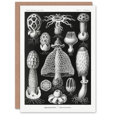 Ernst Haeckel Art Card Basimycetes Fungi Species Vintage