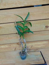 NO TAG Dendrobium Hybrid Bloom size 4" pot LARGE PLANT 0016