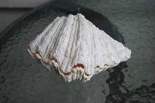Vintage Large Matching Natural Clam Shell  Whole 2 pieces