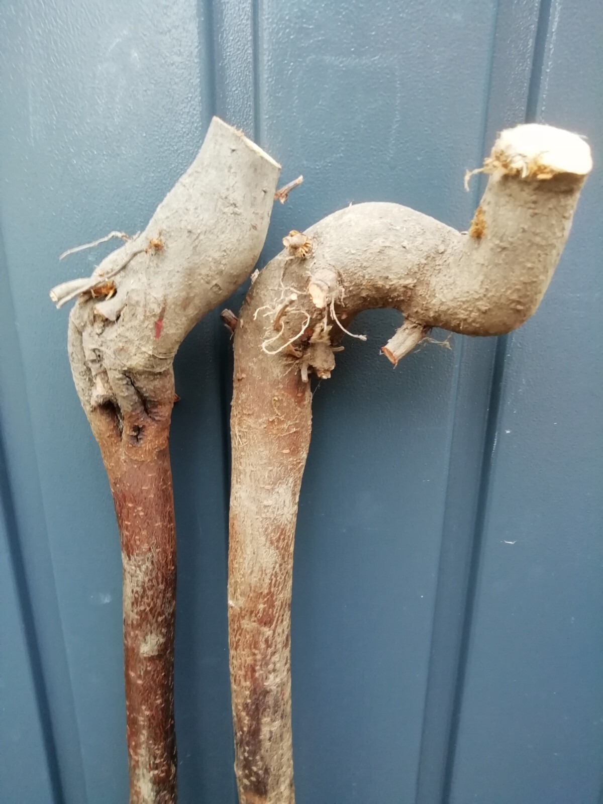 2 Blackthorn Walking Stick Shanks, 1.4m eBay