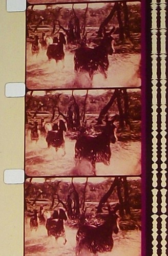 THE AMERICAN IDEA THE LAND SPECIAL WARM COLOR 16MM FILM MOVIE ROLLED NO REEL D5 - Picture 2 of 7