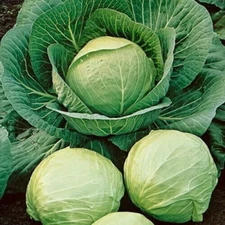 1000+ Cabbage Seeds - Early Round Dutch -- Heirloom -- NON GMO -- FRESH
