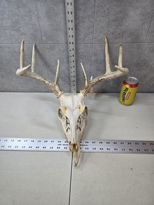 Wild 8 point 96-1'' Whitetail Deer Skull European Decor Man Cave Taxidermy Buck