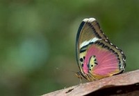 Butterfly Card - Bt134 on sale Butterfly Card - Bt134 on sale