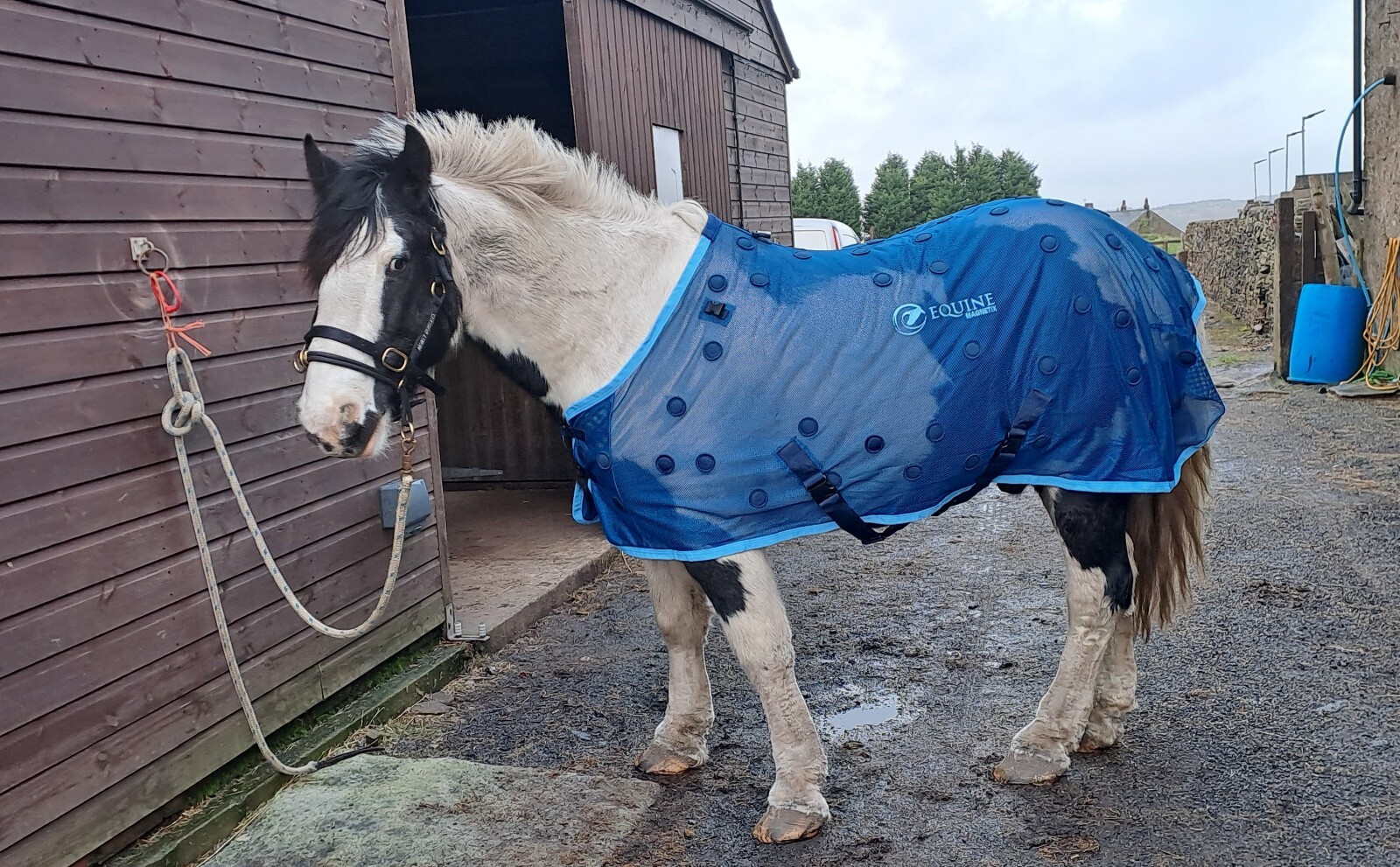 horse rug by Only used for 2 hrs. Size 6ft. 3". Cost