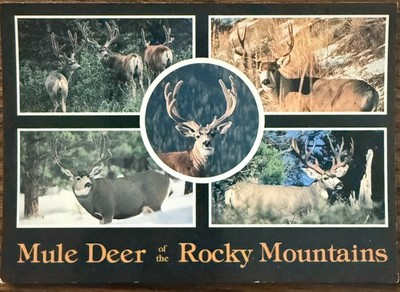 POSTCARD 4X6 Rocky Mountain Mule Deer Different Views 